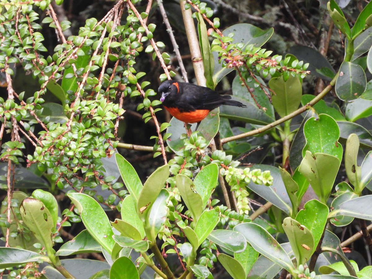 Tangara à ventre rouge - ML649226415