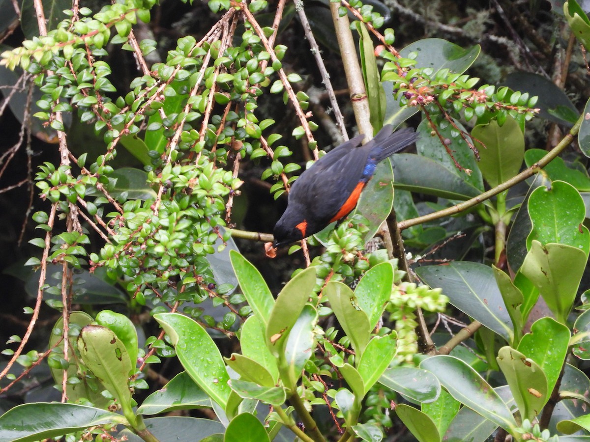 Tangara à ventre rouge - ML649226416