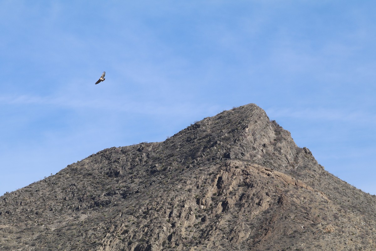 アカオノスリ（fuertesi） - ML649226420