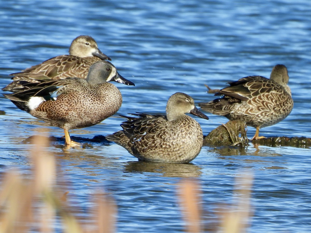 שרשיר כחול-כנף - ML649226475