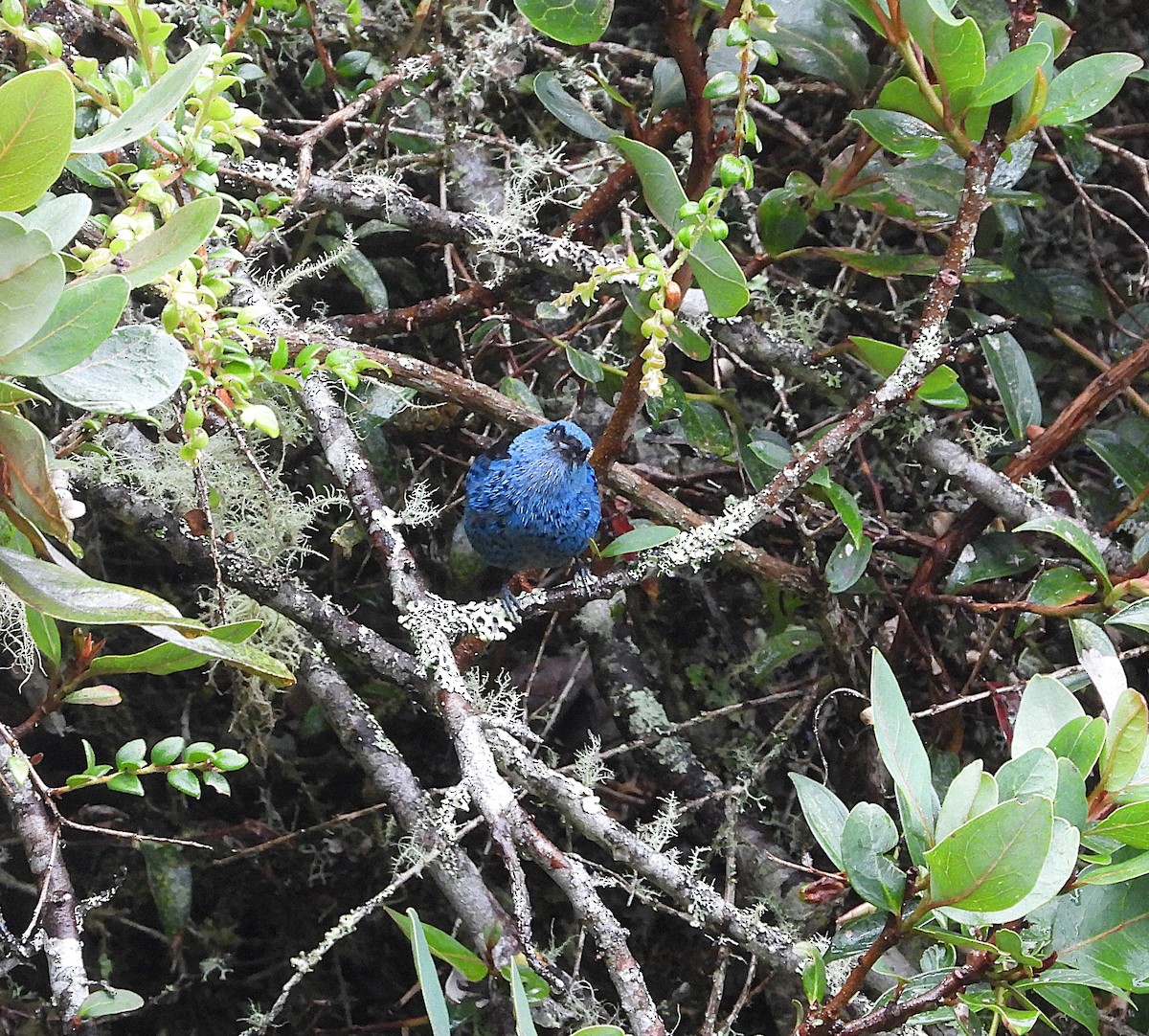 Calliste bleu et noir - ML649226487