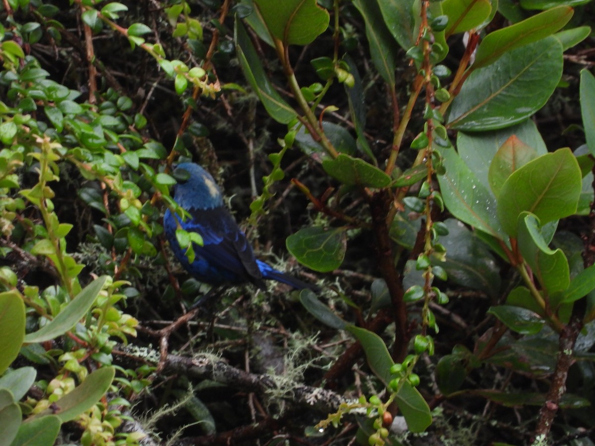 Calliste bleu et noir - ML649226488