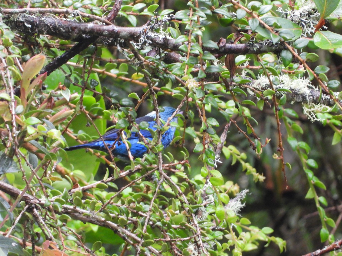 Calliste bleu et noir - ML649226489