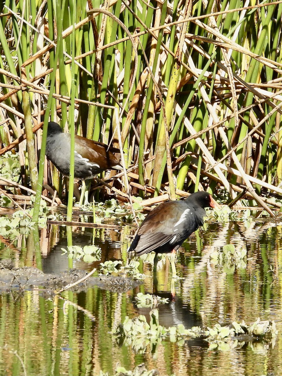 סופית אמריקנית - ML649226512