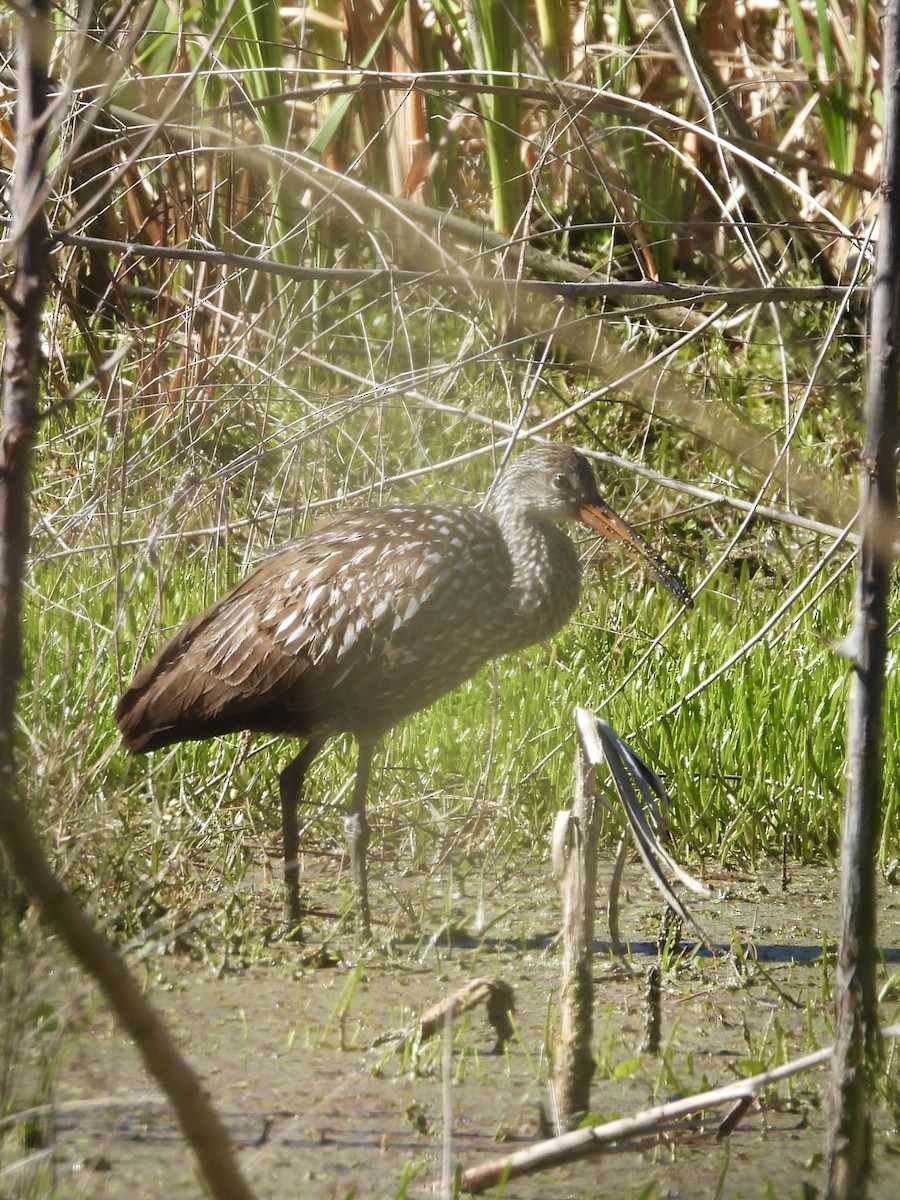 Limpkin - ML649226525