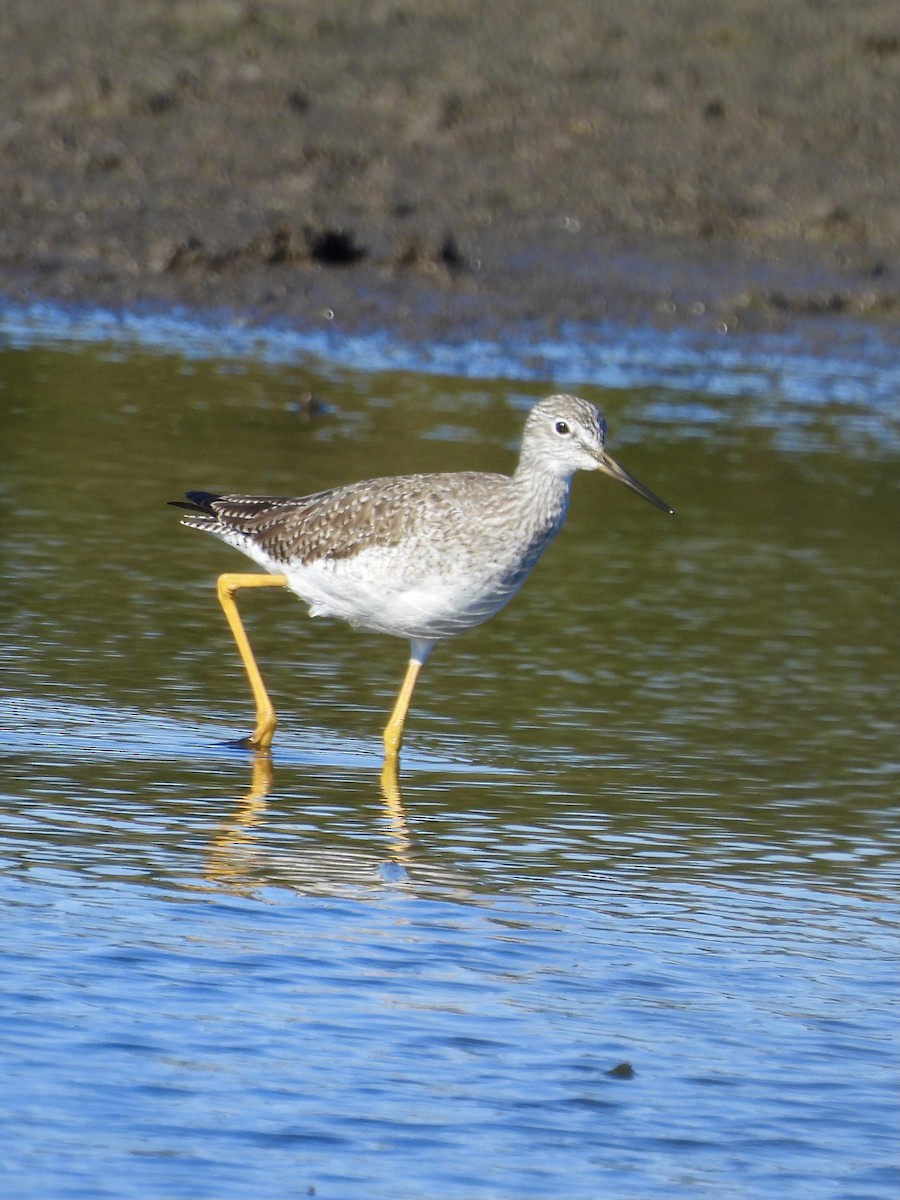 ביצנית עקודה - ML649226546