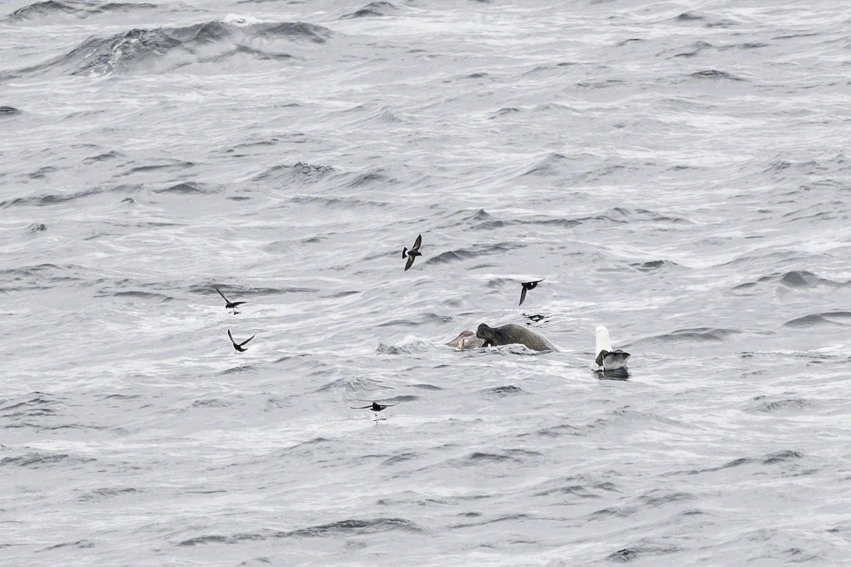 Buntfuß-Sturmschwalbe - ML649226707