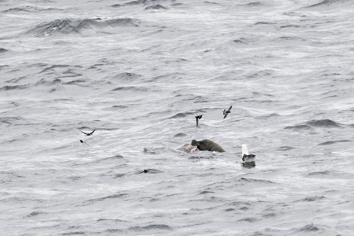 Wilson's Storm-Petrel - Alex Molina