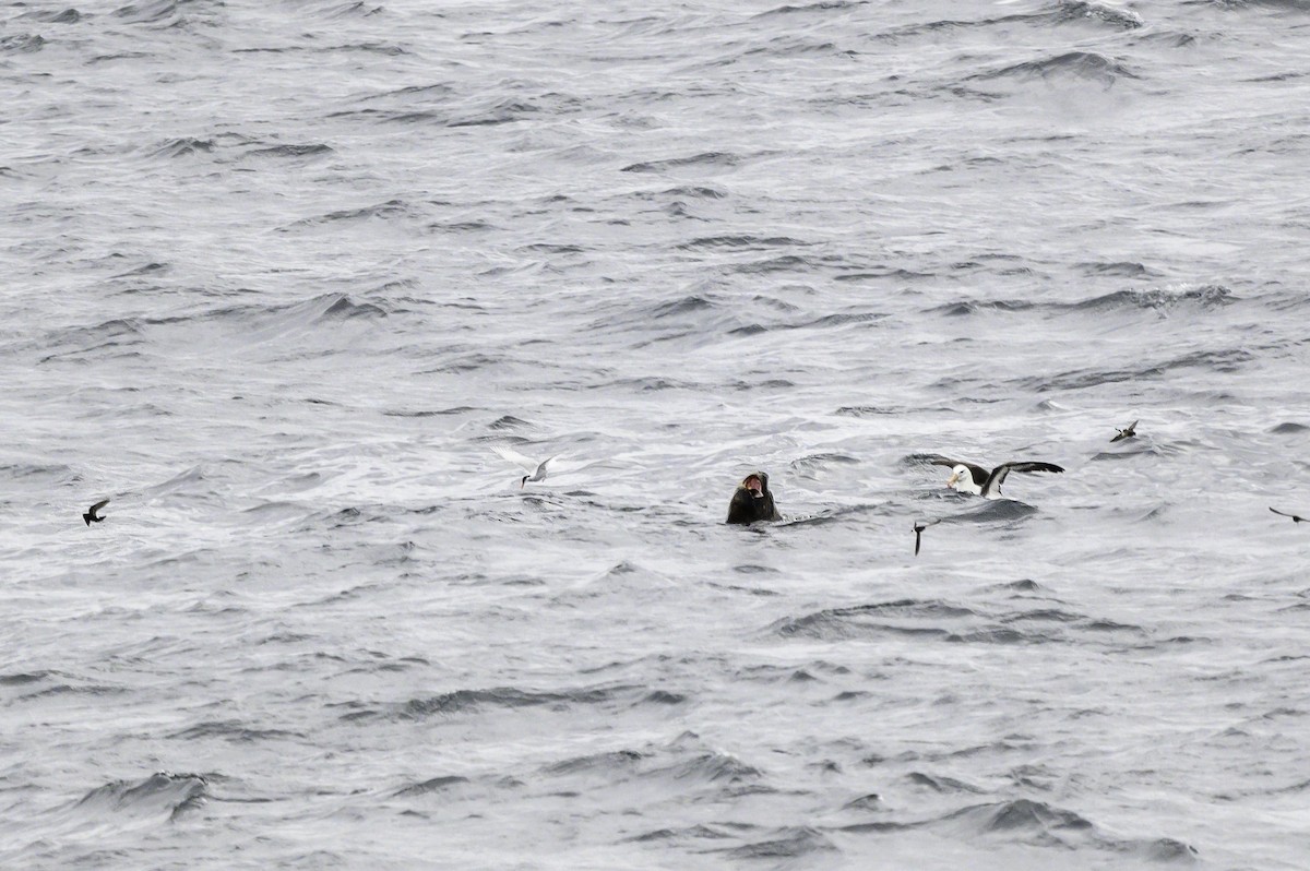 Buntfuß-Sturmschwalbe - ML649226710