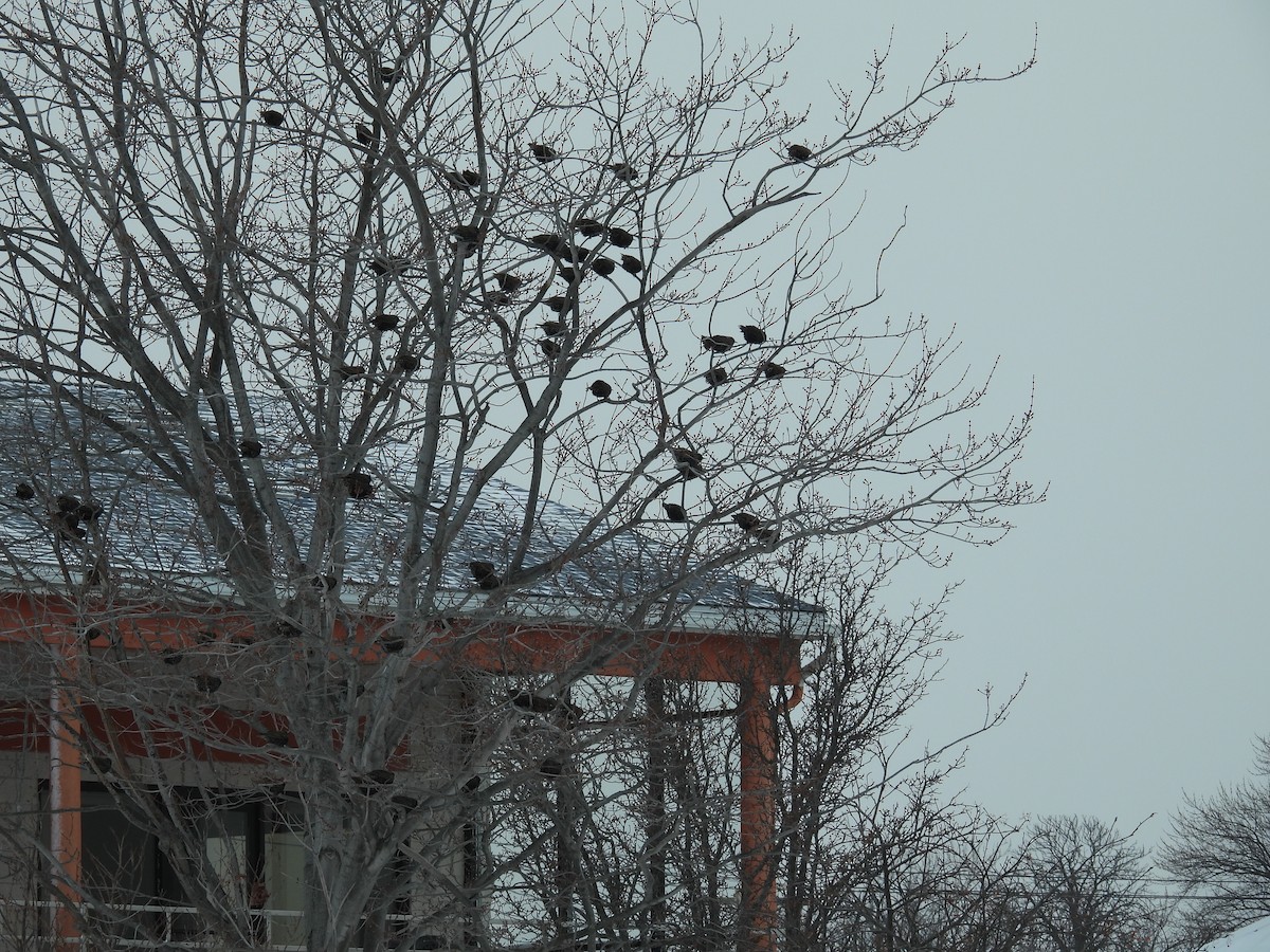 Étourneau sansonnet - ML649226778