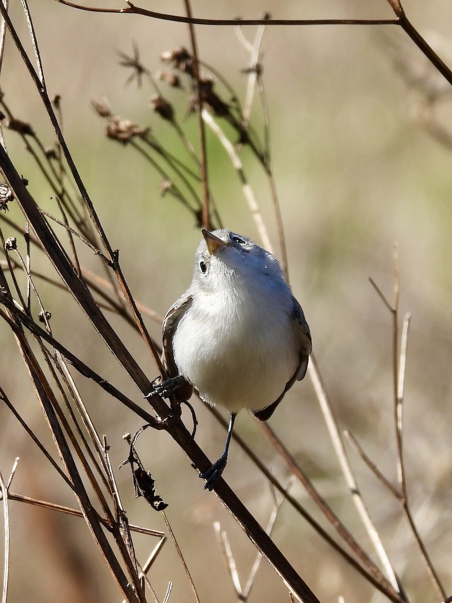 ברחשית כחלחלה - ML649226779