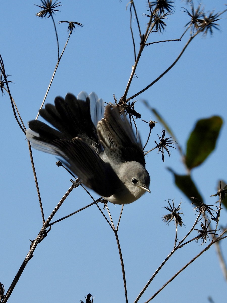 ברחשית כחלחלה - ML649226780