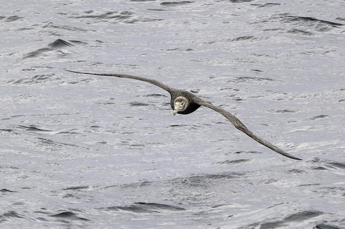 Riesensturmvogel - ML649226793