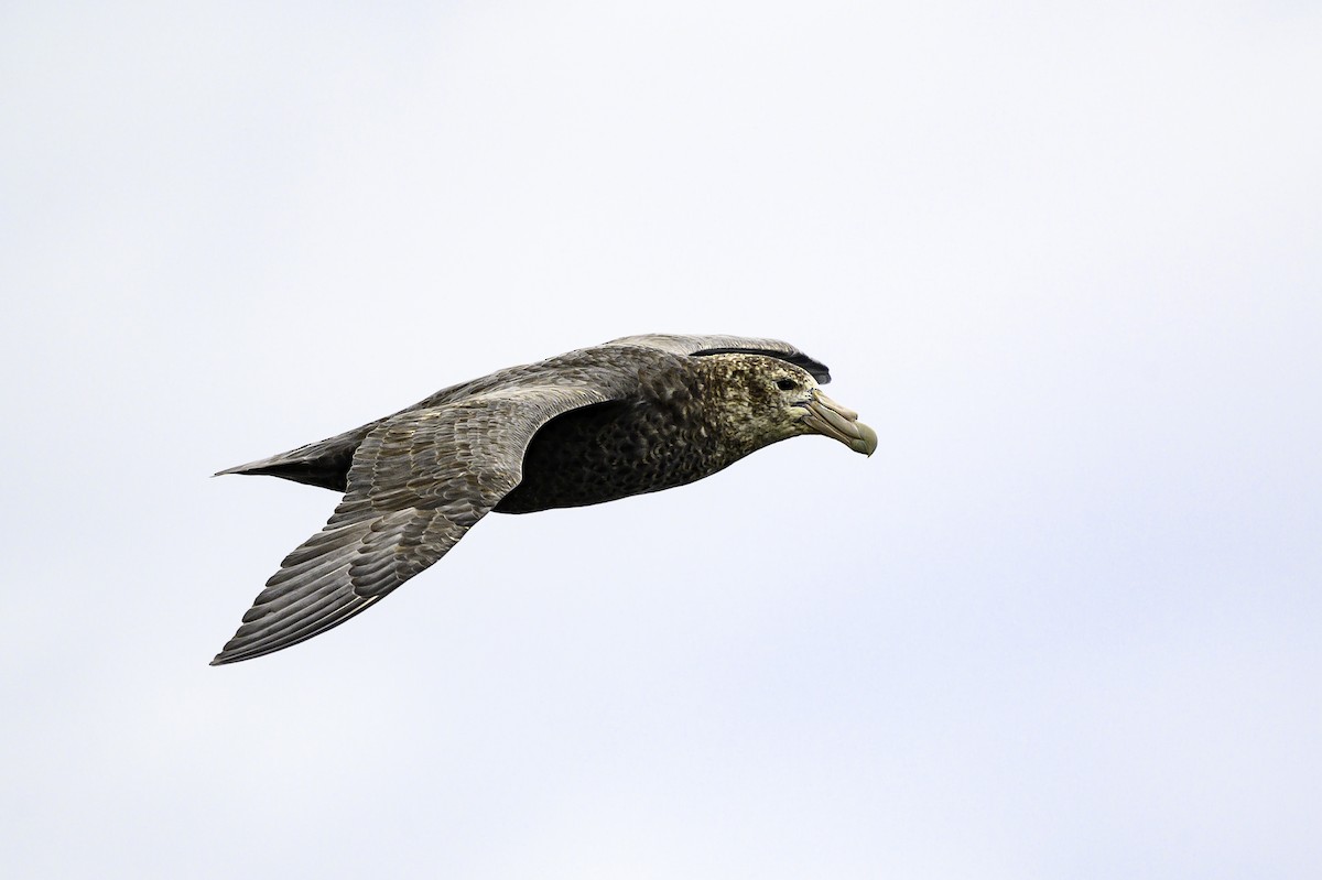 Riesensturmvogel - ML649226794