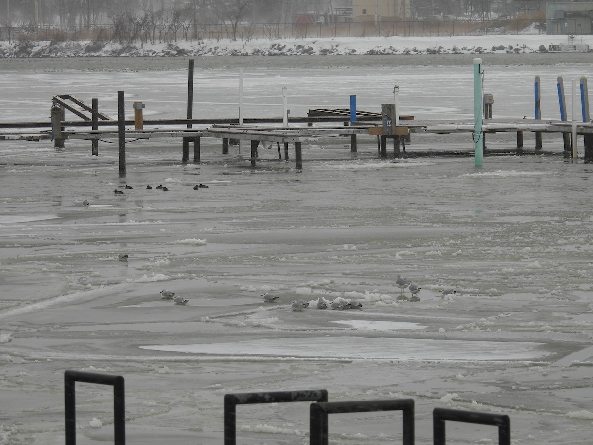 Fuligule milouinan - ML649226795