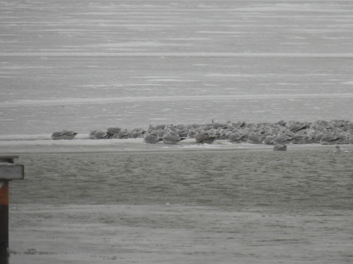 Goéland hudsonien - ML649226844