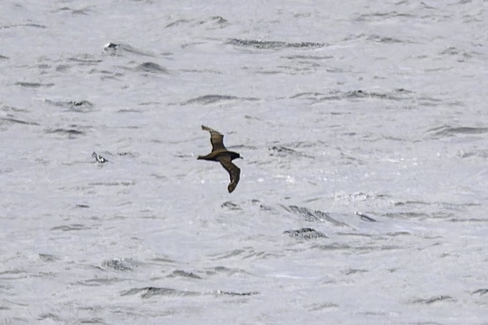 Weißkinn-Sturmvogel - ML649226850