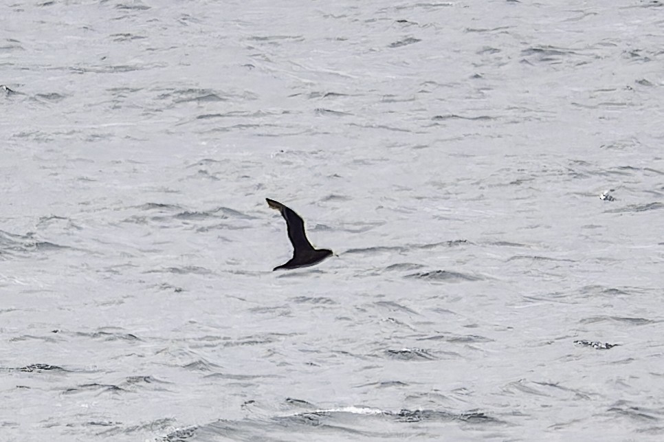 White-chinned Petrel - Alex Molina
