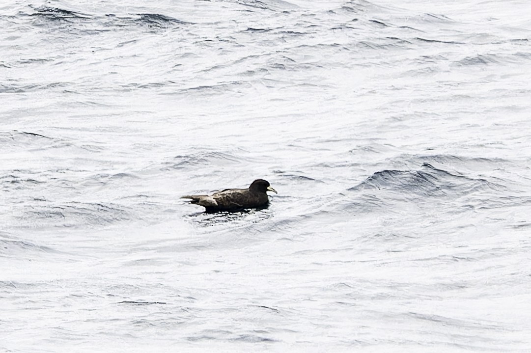 Weißkinn-Sturmvogel - ML649226853