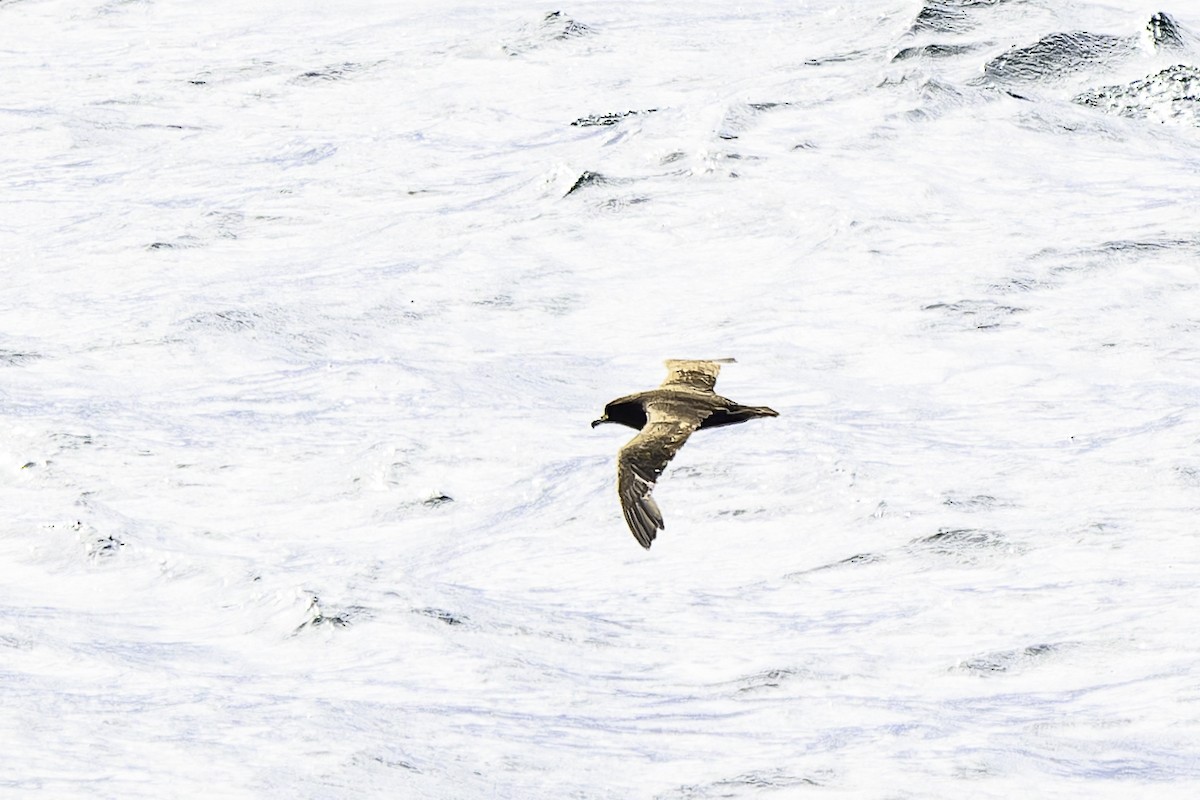 Weißkinn-Sturmvogel - ML649226854