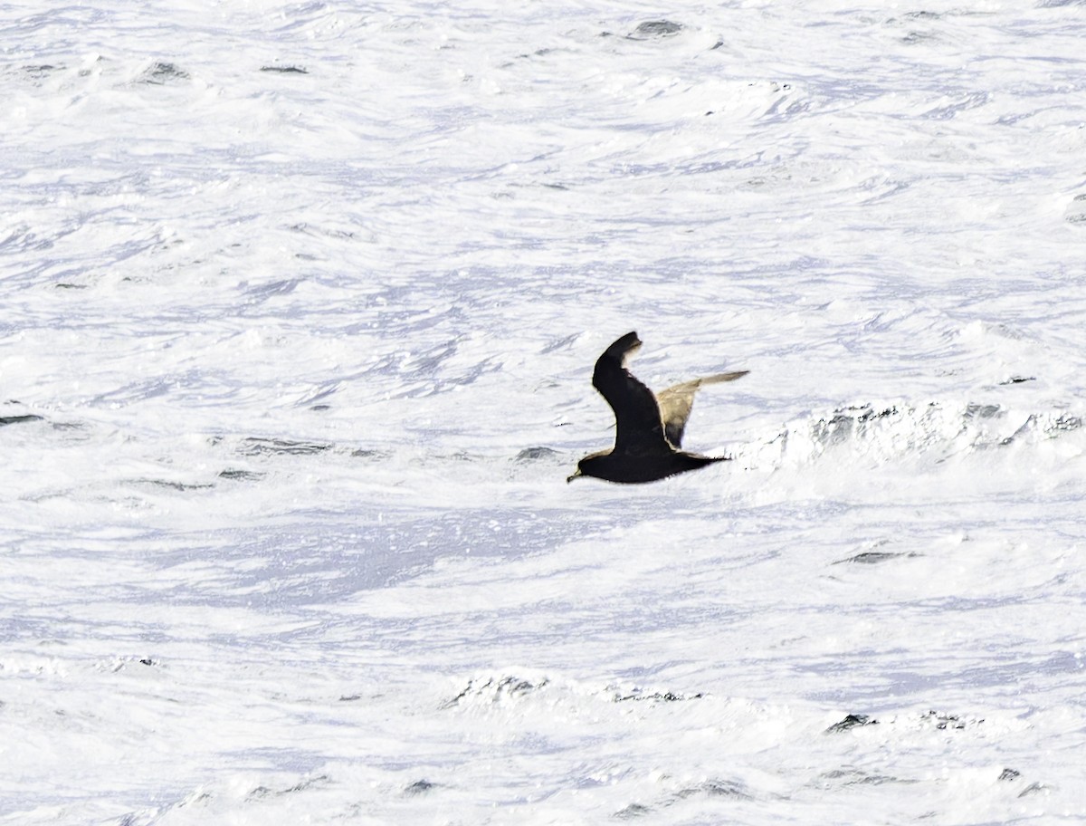 Weißkinn-Sturmvogel - ML649226855