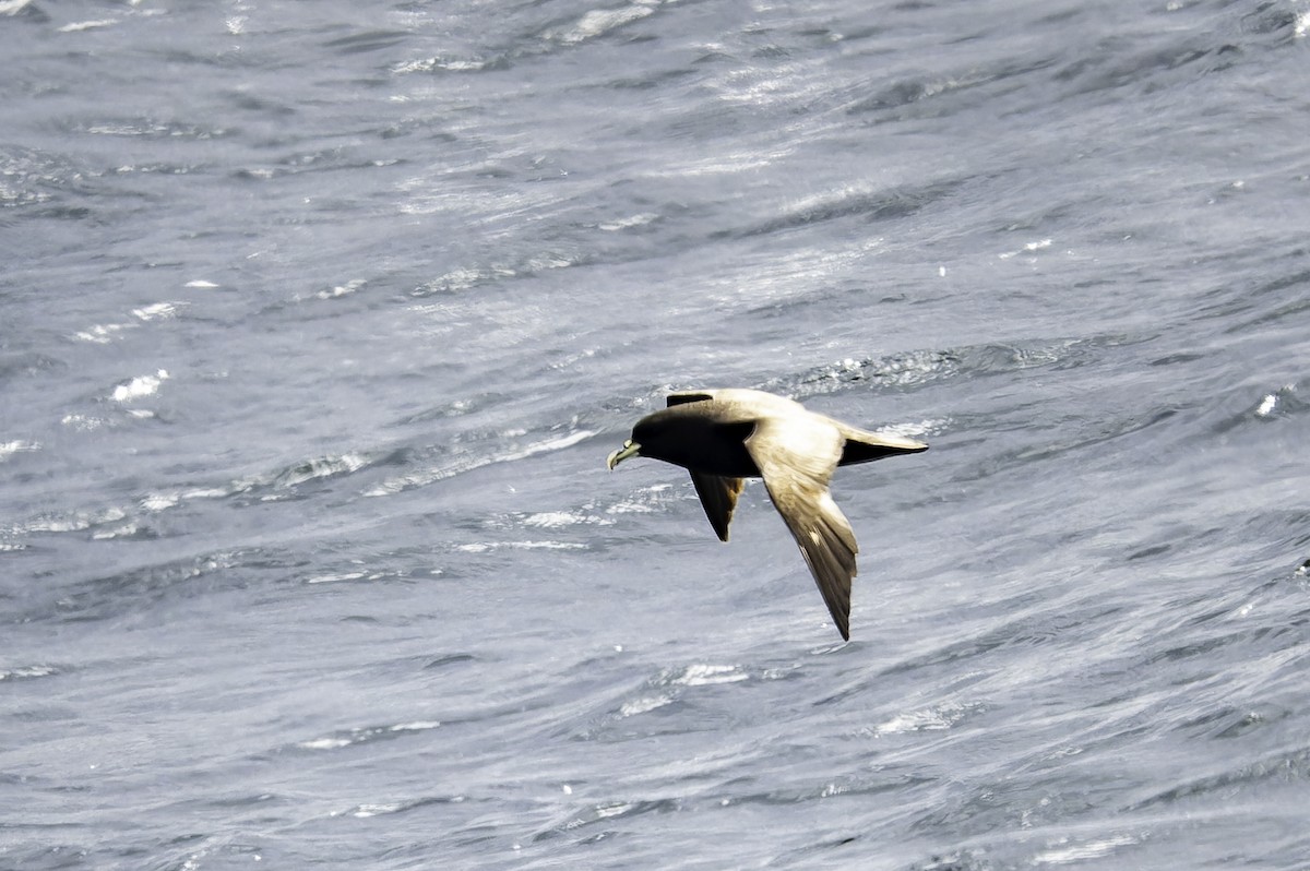 Weißkinn-Sturmvogel - ML649226856