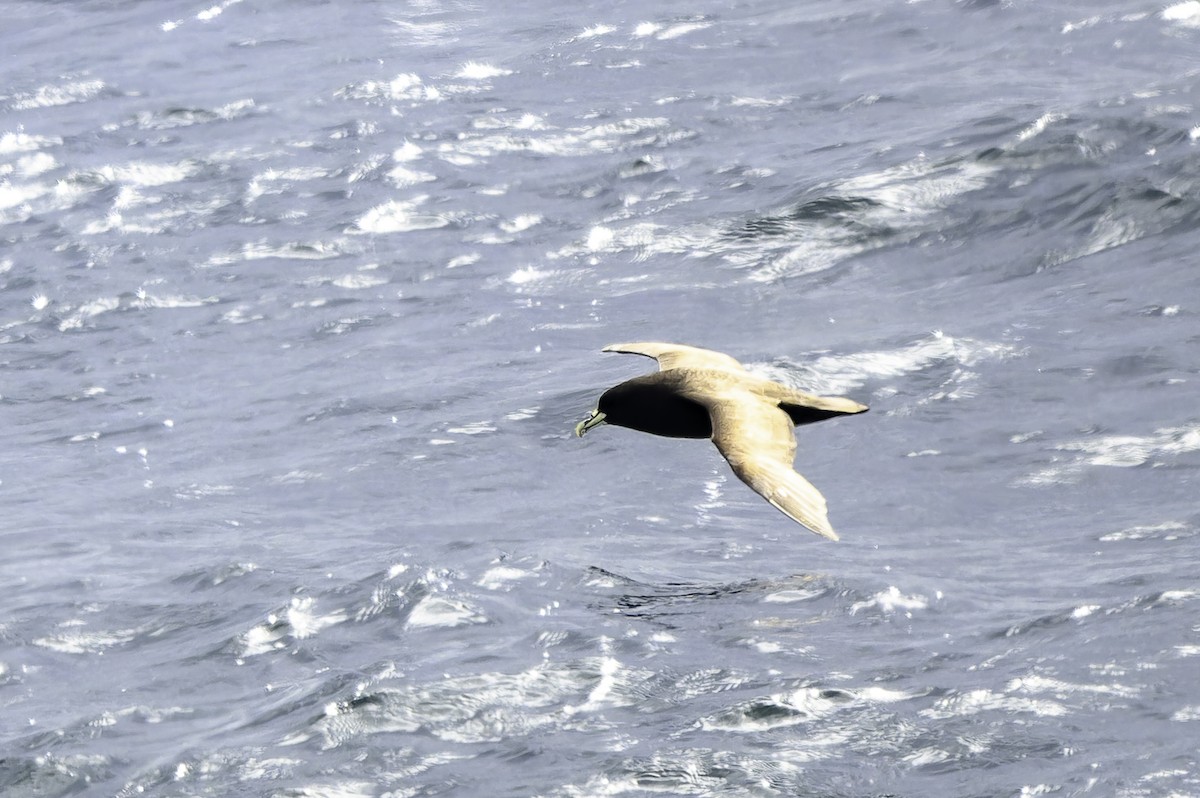 Weißkinn-Sturmvogel - ML649226857