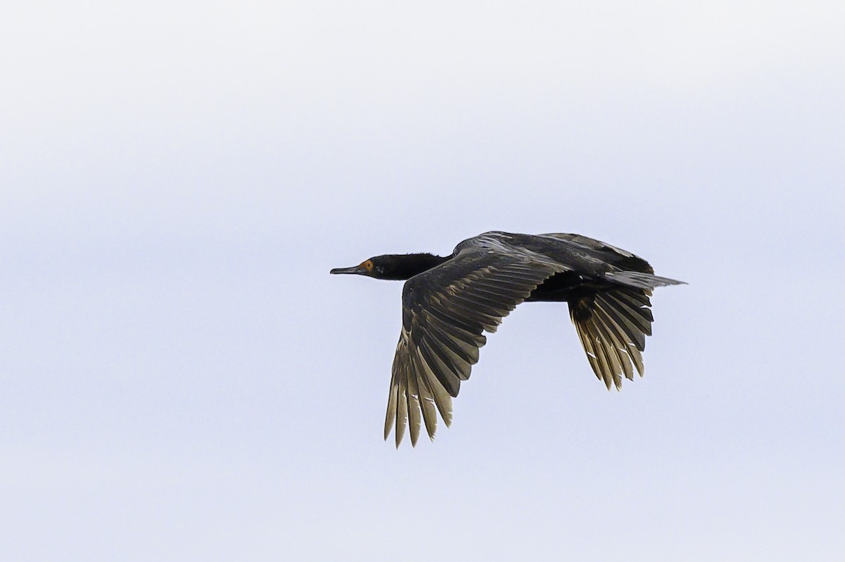 Felsenscharbe - ML649226905