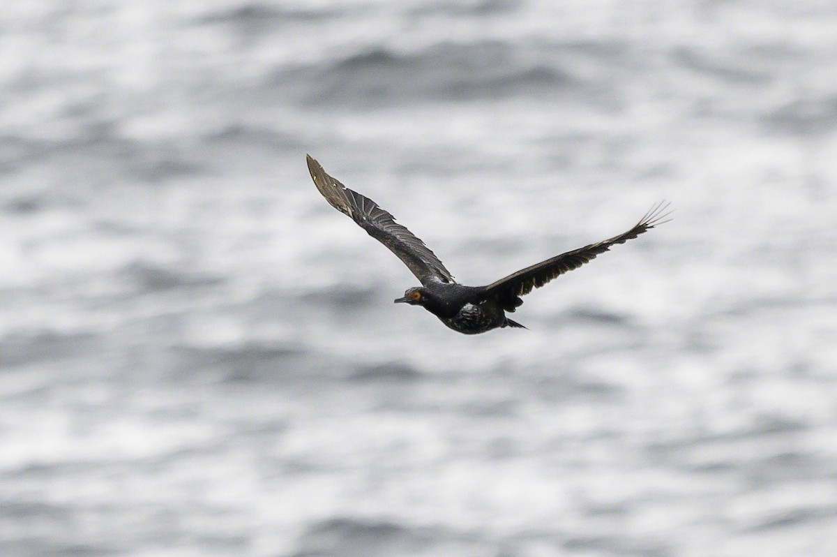 Felsenscharbe - ML649226906