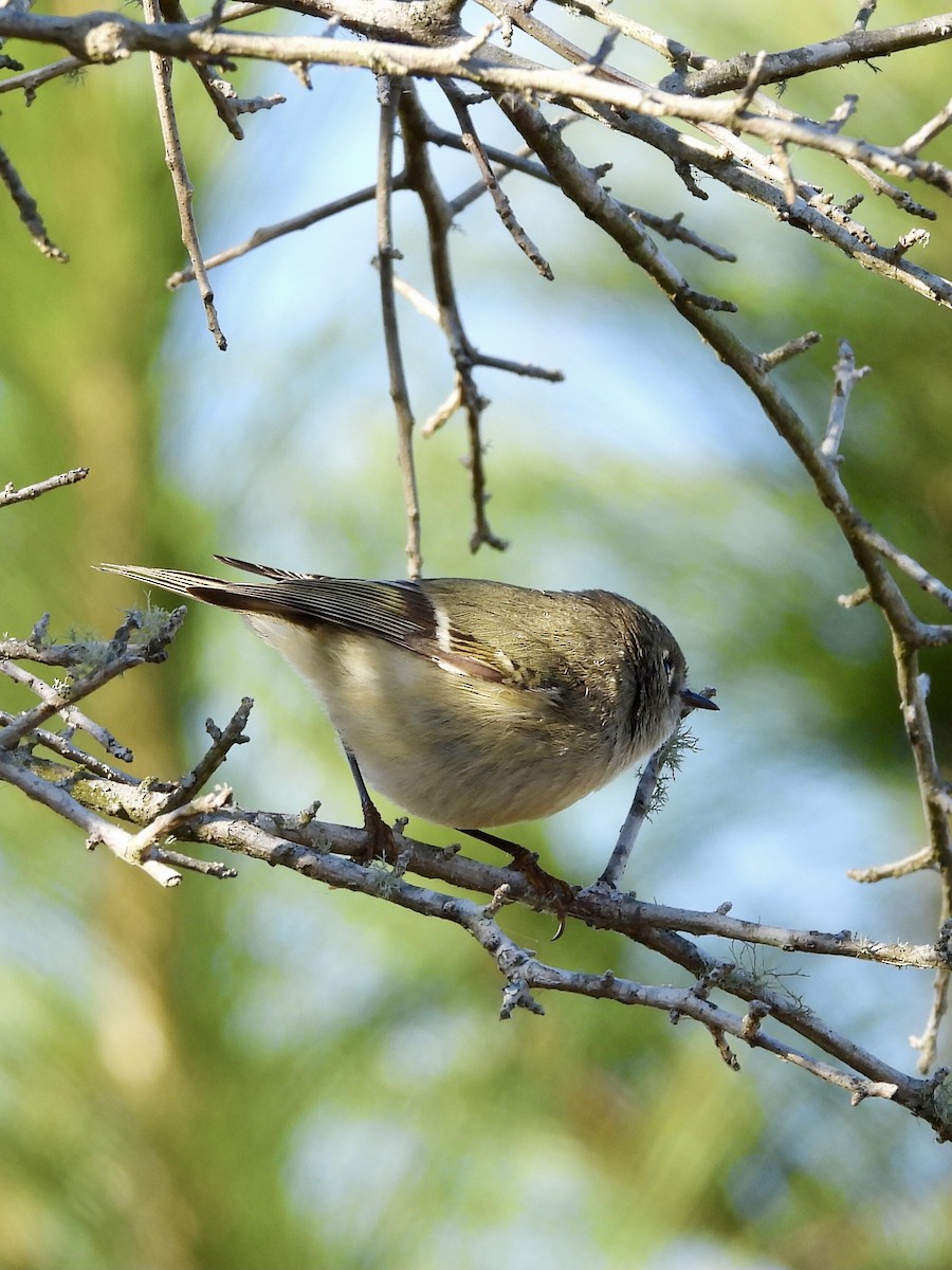 מלכילון אמריקני - ML649227072