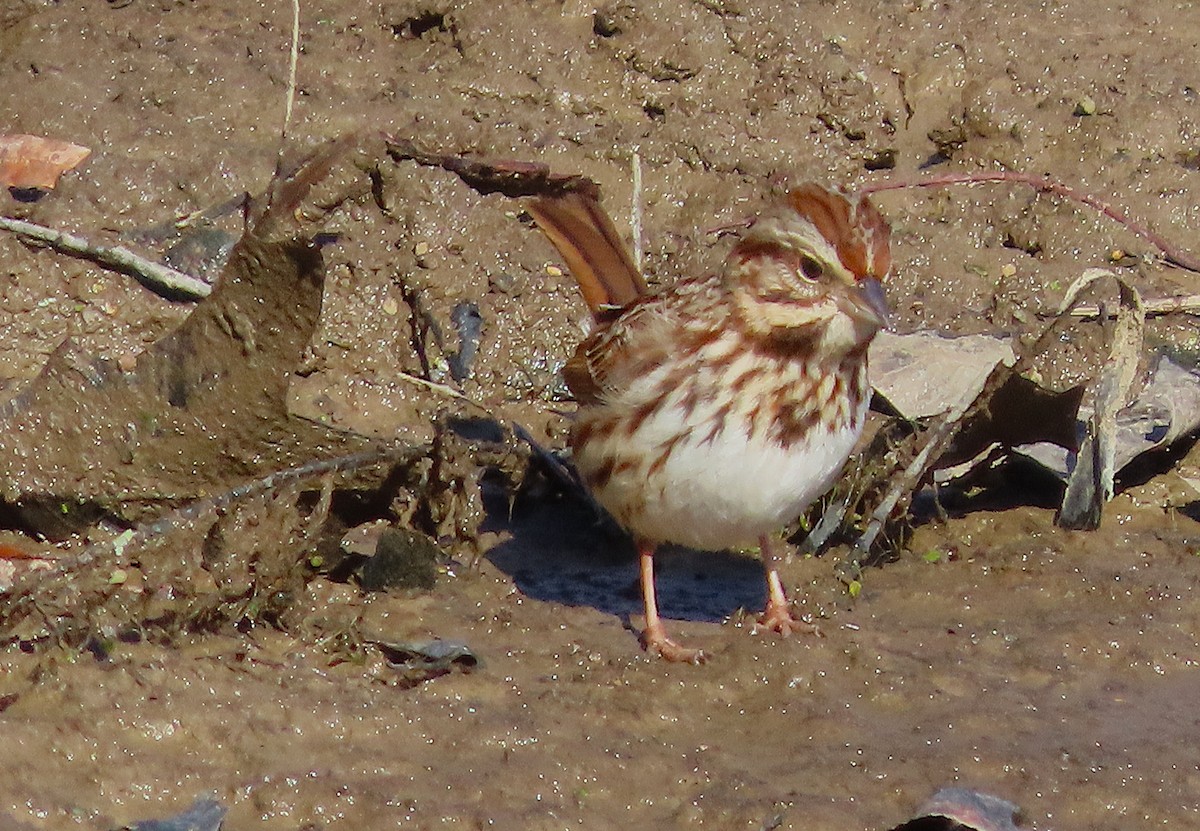 Bruant chanteur - ML649227074