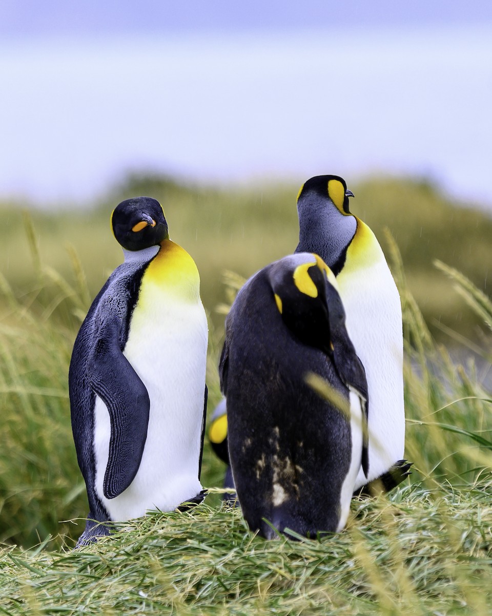 Königspinguin - ML649227081