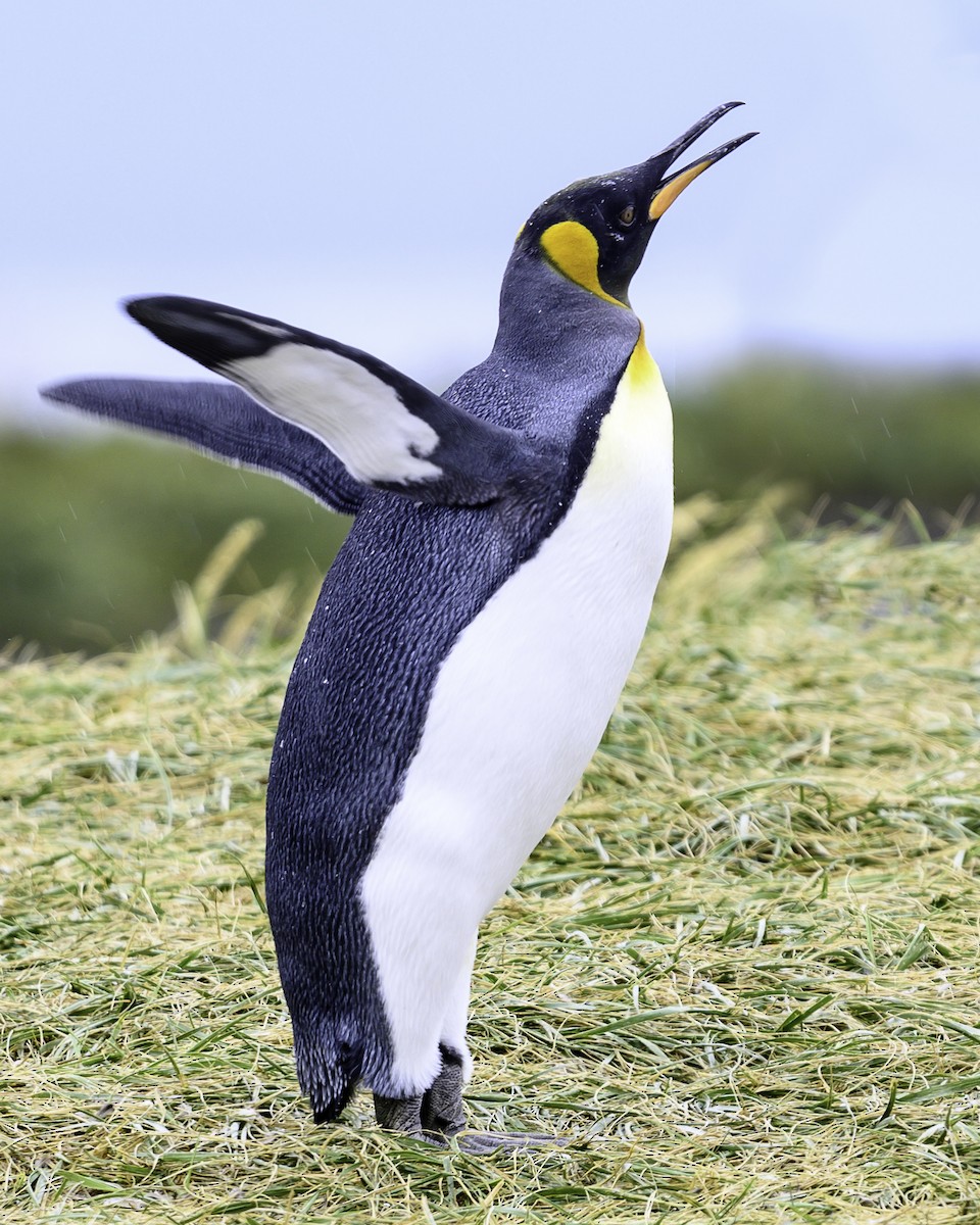 Königspinguin - ML649227082