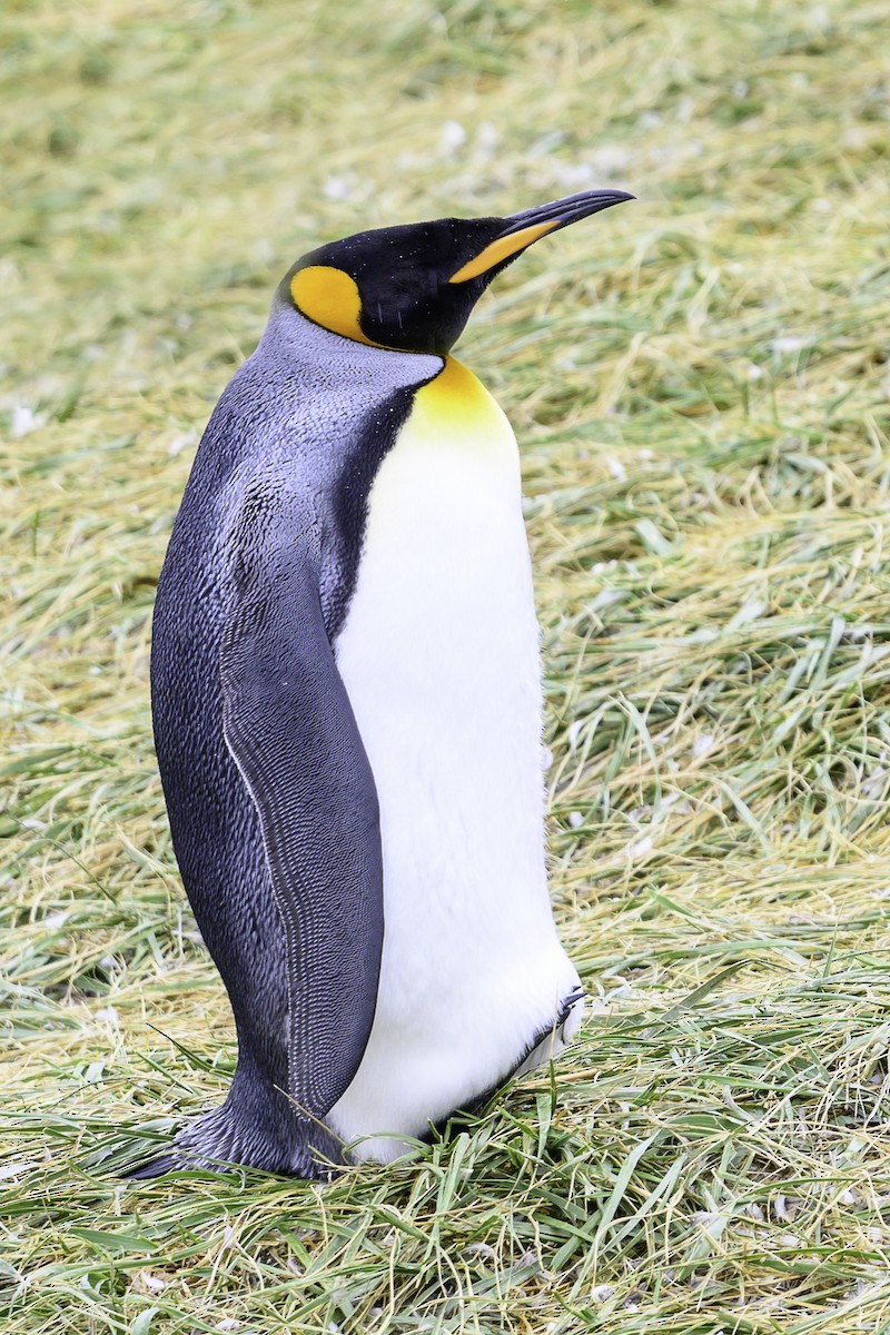 Königspinguin - ML649227085