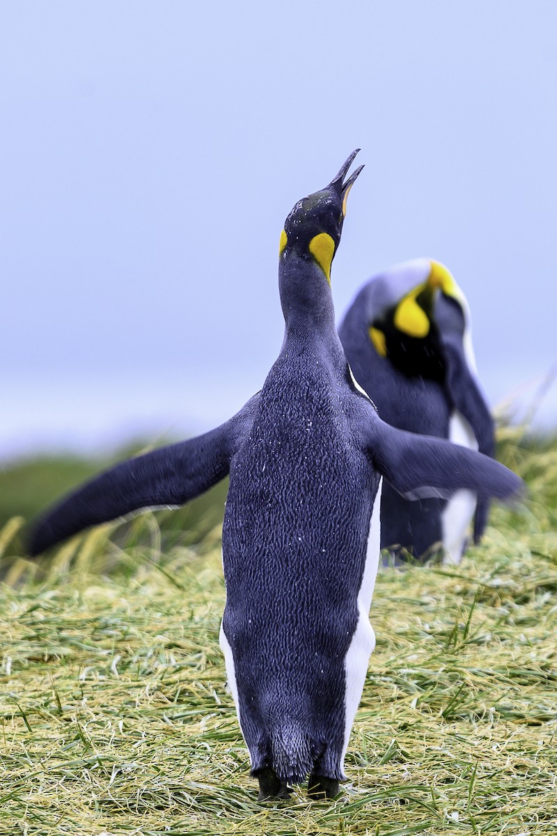 Königspinguin - ML649227086