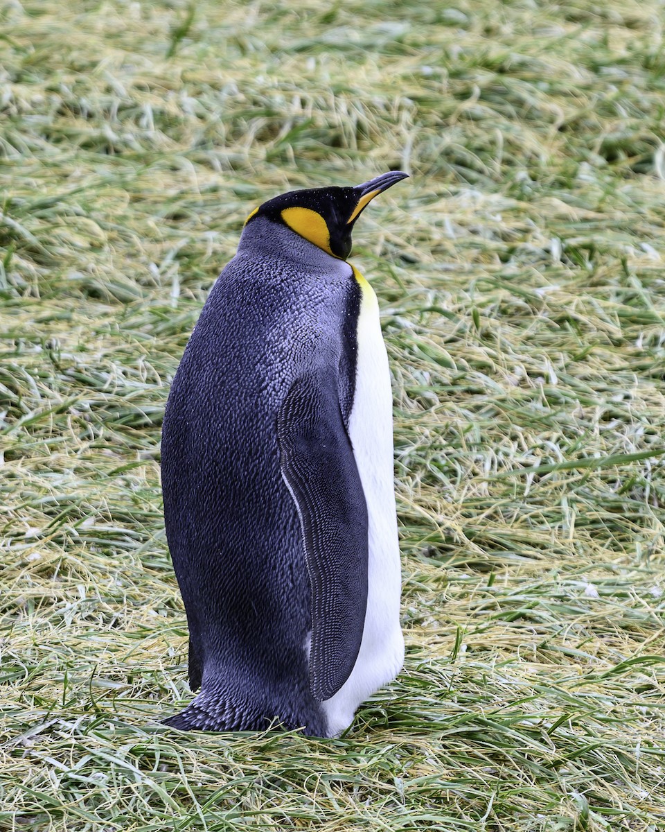 Königspinguin - ML649227087