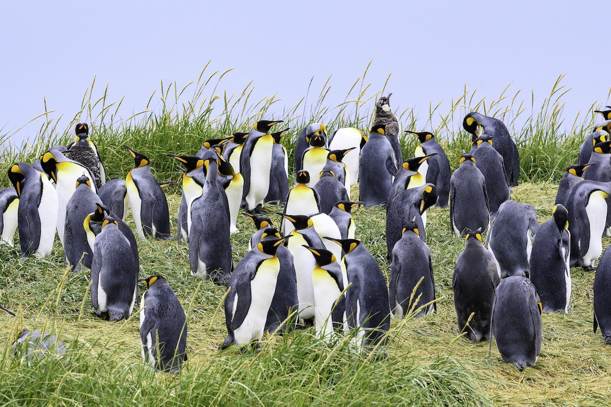 Königspinguin - ML649227088