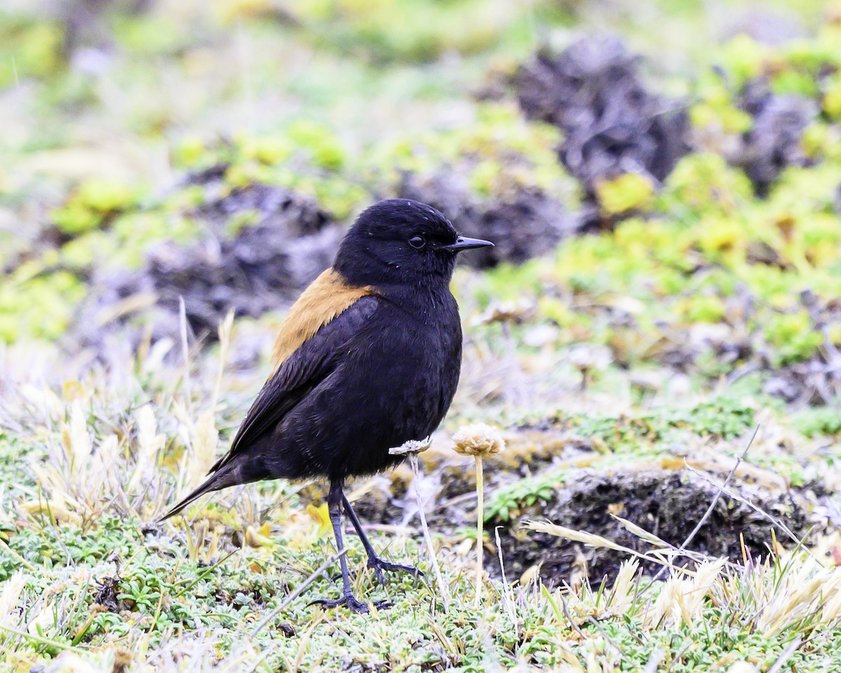 Patagoniensporntyrann - ML649227089