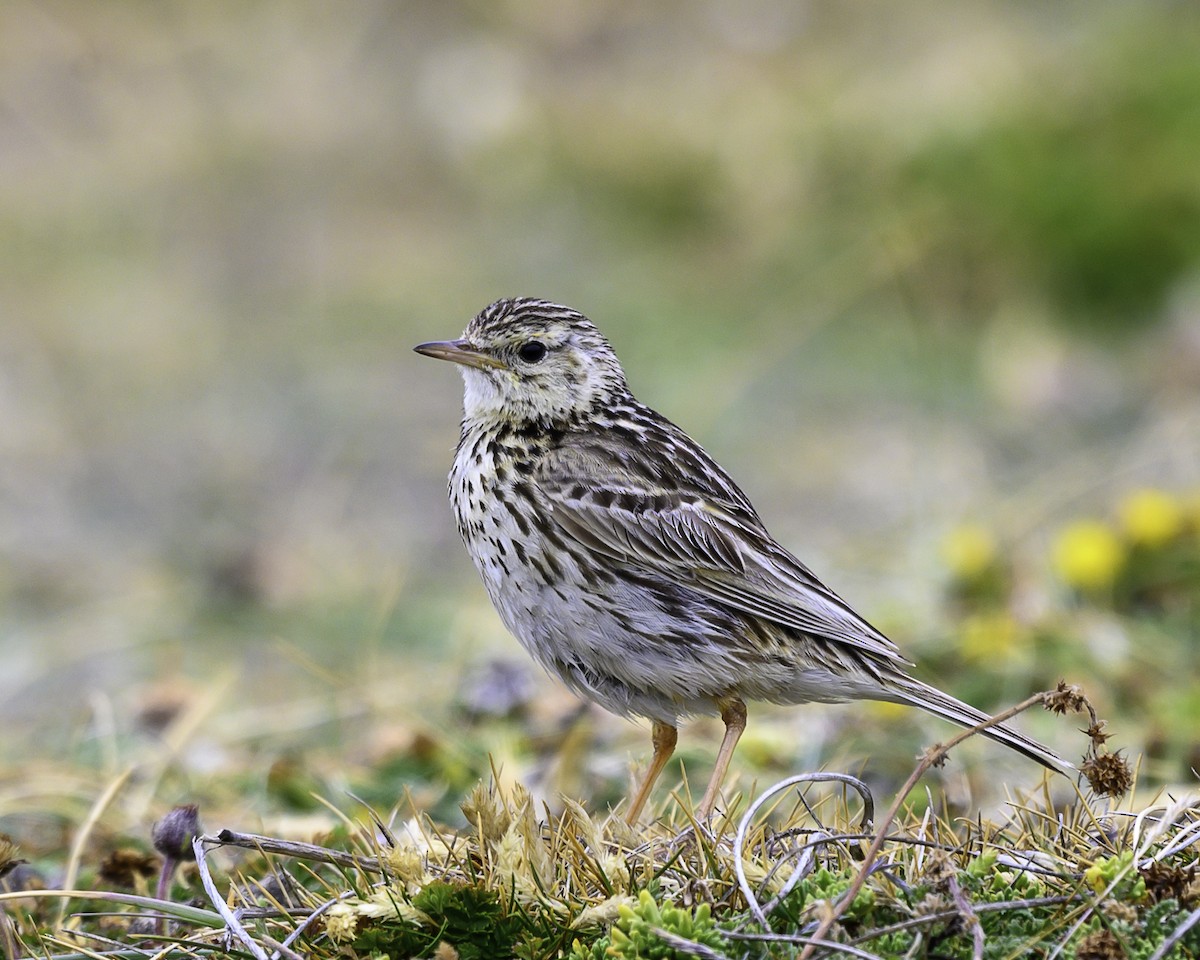 Correndera Pipit - Alex Molina