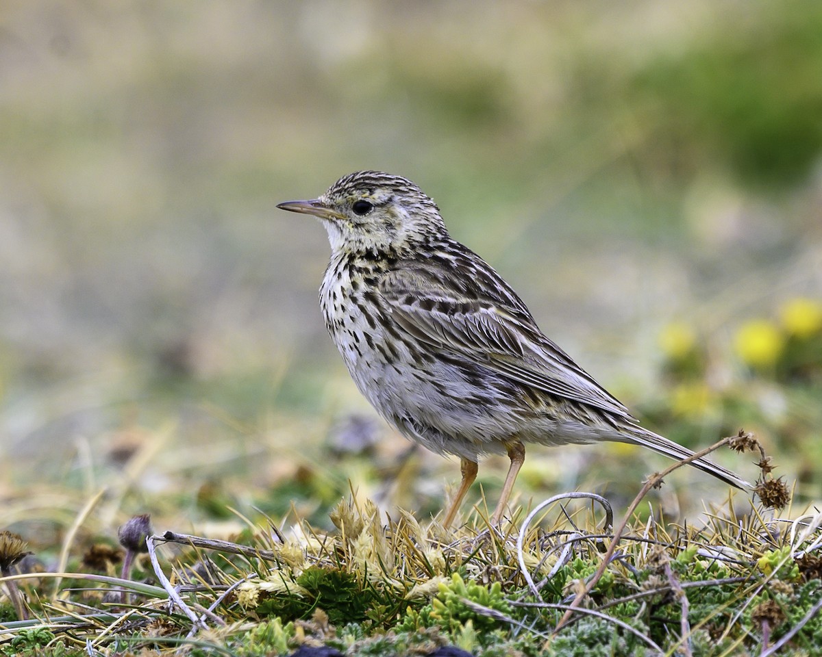 Correnderapieper - ML649227099