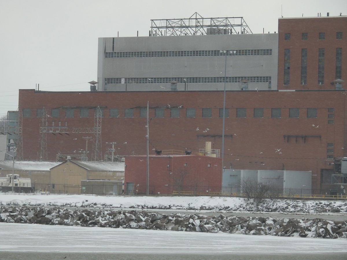 goéland sp. (Larus sp.) - ML649227132