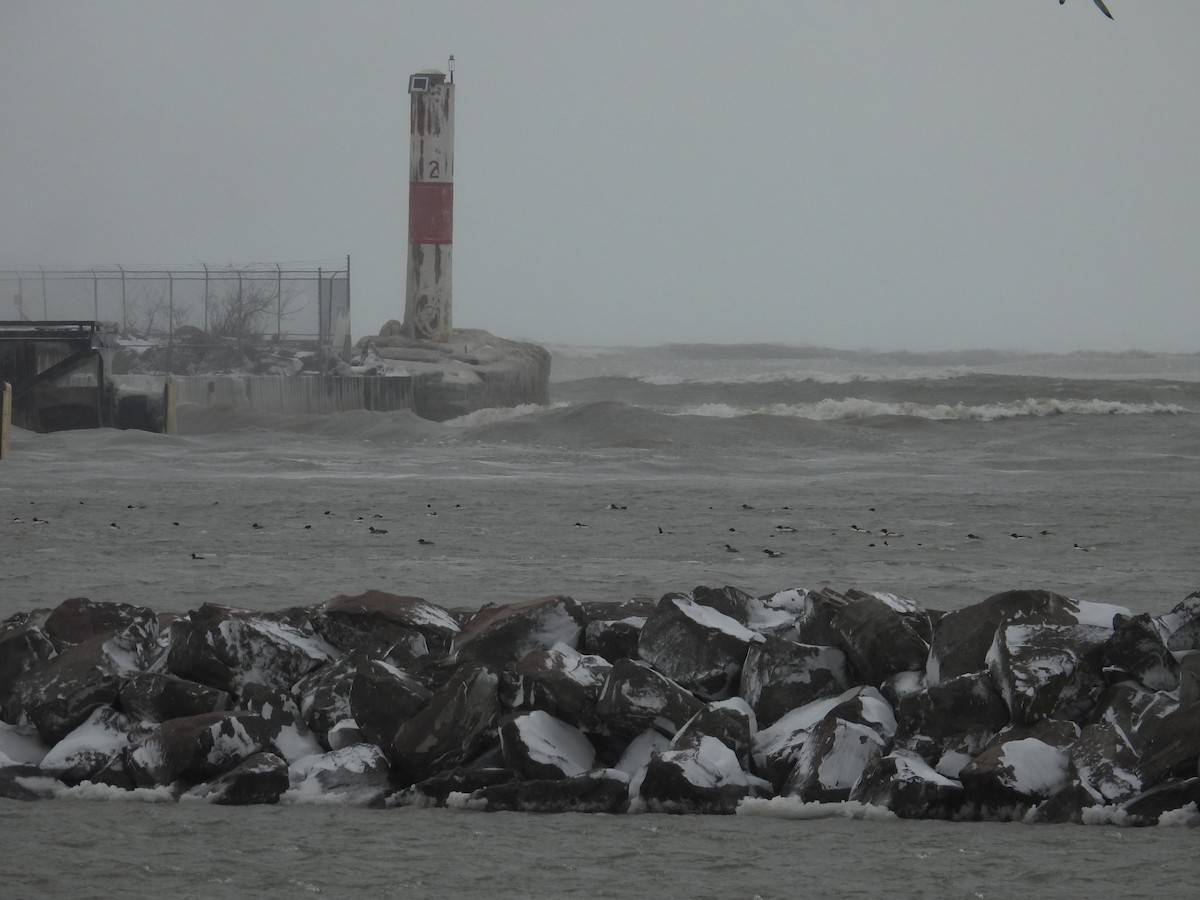 anatidé sp. (canard sp.) - ML649227150