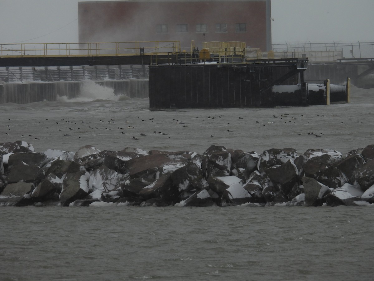 anatidé sp. (canard sp.) - ML649227155