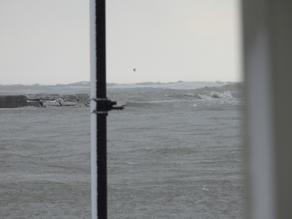 goéland sp. (Larus sp.) - ML649227165