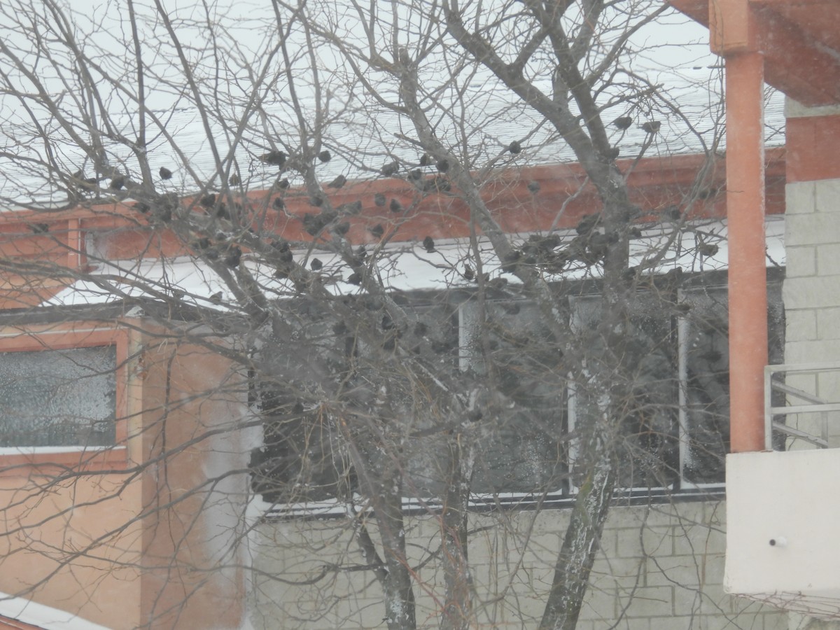 Étourneau sansonnet - ML649227169