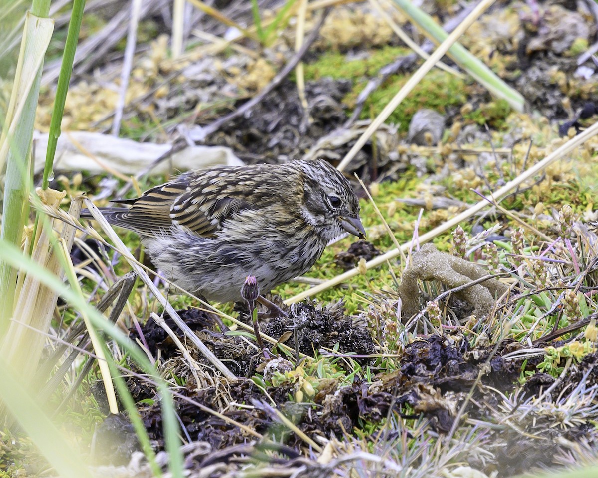 Morgenammer (australis) - ML649227201