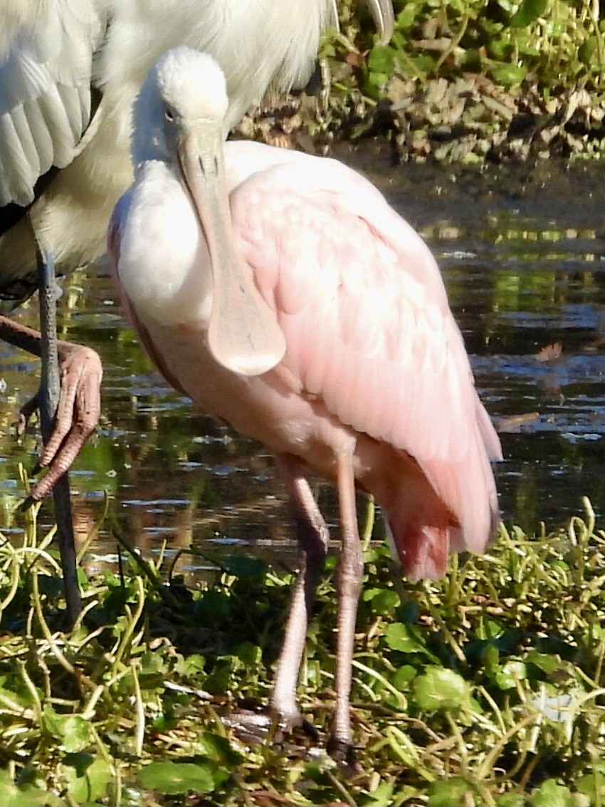 Roseate Spoonbill - ML649227368