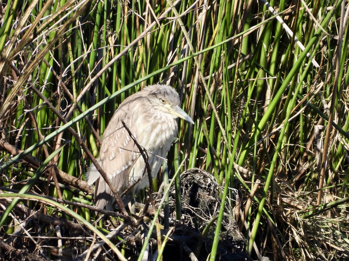 אנפת לילה - ML649227393