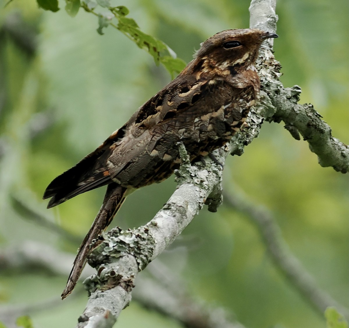 Fiery-necked Nightjar - ML649227412