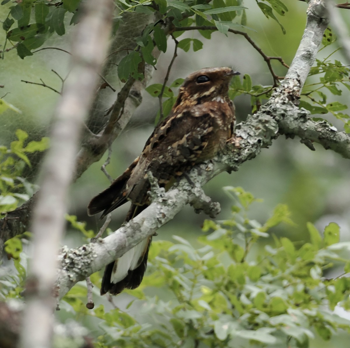 Fiery-necked Nightjar - ML649227430